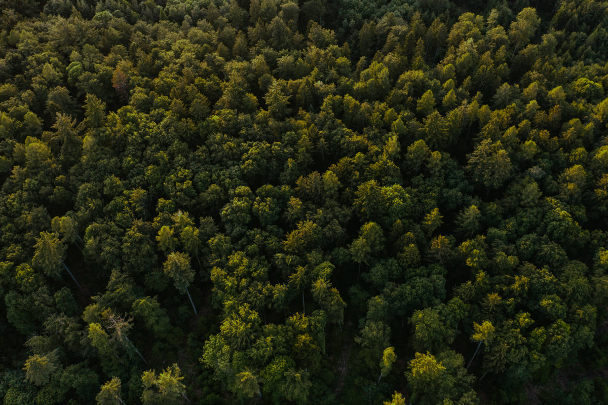 Drone photo forêt Apples